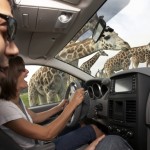 African Lion Safari Hamilton African Lion Safari Hamilton
